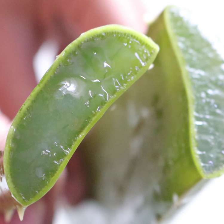 aloe vera leaf gel