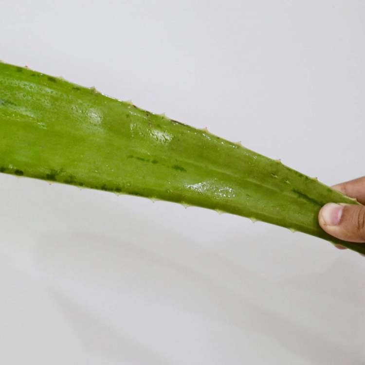aloe vera leaves | aloe vera full leaf